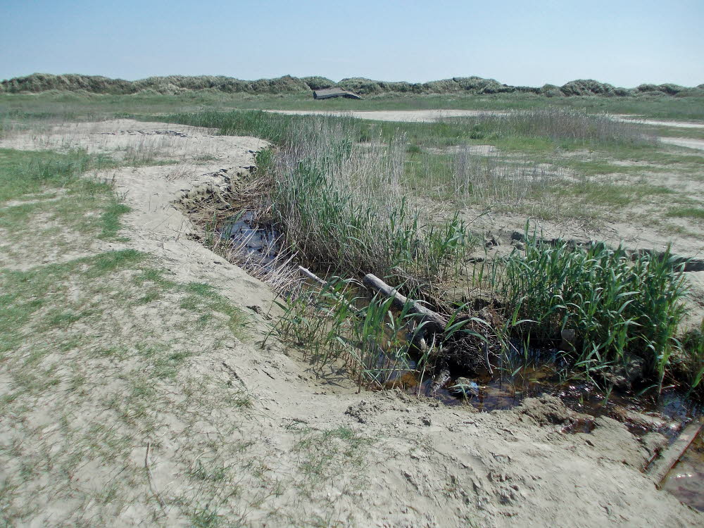 Strand Fan Bad Bild 023