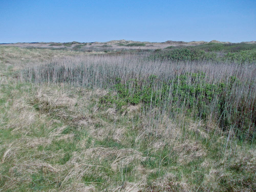 Strand Fan Bad Bild 030