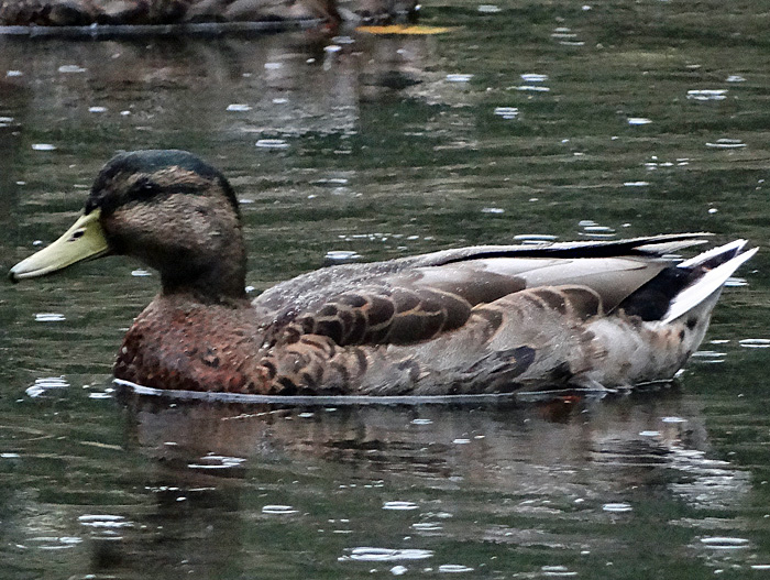 fan albue vogelkoje bild 009